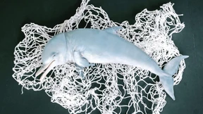 Geld verdienen mit handgeangeltem Fisch