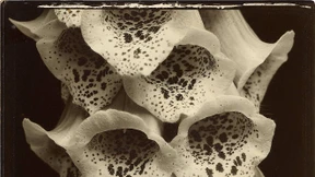 Der Fotograf und sein Fingerhut