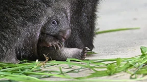 Influencerin verlässt Australien fluchtartig nach Wombat-Skandal