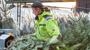 Der Meter Christbaum liegt stabil bei 20 Euro