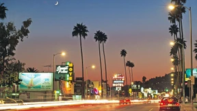 Was wäre Los Angeles ohne Palmen?