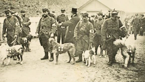 Der Vierbeiner im Felde