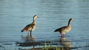 Wären sie doch in Übersee geblieben