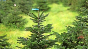 Nordmanntanne bleibt der Star