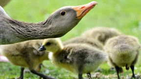 Mit Drohne gegen Gänseplage
