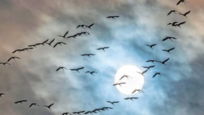 Kraniche über Hessen in den hohen Norden