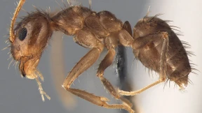 Verrückte Ameisen legen Handys lahm 