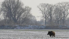 Wider die Bambi-Mentalität