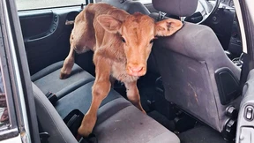 Mann fährt mit Kalb auf Rücksitz zur Polizeiwache