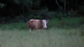 Die Kuh, die ein Reh sein will