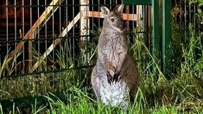 „Sie täuschen sich nicht, in Erfurt ist ein Känguru unterwegs“