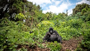 Silberrücken machen keine Selfies