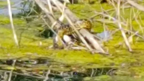 Anakonda-Alarm in der Nähe von Düsseldorf