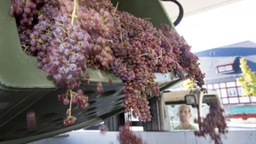 Dicke Schalen und wenig Saft