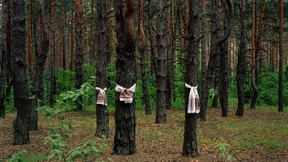 Was das Schweigen der Bäume mir erzählt