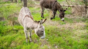 Mit Eseln gegen die Maikäfer-Plage