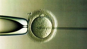 Der Sommer der Blütenträume