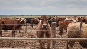 Die Abenteuer der deutschen Anleger