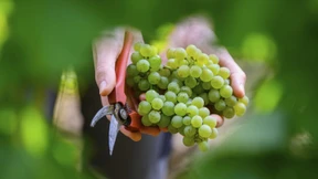 Sauvignons, die den Gaumen stimulieren