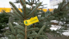 Weihnachtsbäume werden etwas teurer