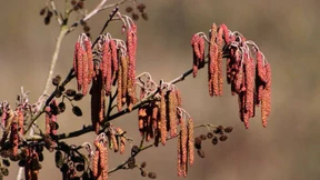 Heuschnupfen an Weihnachten