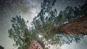 Im Wald vor lauter Bäumen