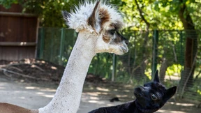 Die Alpakas müssten auch mal zum Friseur