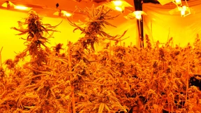 Student baut zwei fast perfekte Hanfplantagen