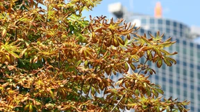 Kastanien leiden unter Trockenstress
