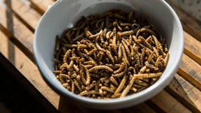 Mit Mehlwürmern den Urwald retten