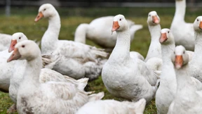 Das Gänseessen wird teurer