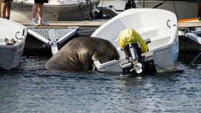 Schaulustige setzen Leben von Walross Freya aufs Spiel