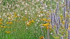 Die Steinwüste lebt