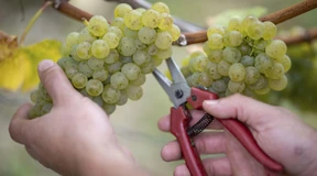 Diese Weine sind perfekte Essensbegleiter