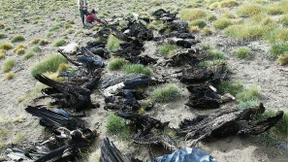 Fatales Massensterben des Andenkondors