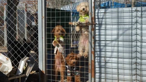 Ein Kind? Lass uns lieber erst mal einen Hund anschaffen!