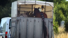 Pferd wird wild - Autobahn gesperrt