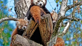 Nachwuchs bei Roten Pandas im Kronberger Opel-Zoo