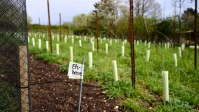 Wie der Wein auf den Wald gekommen ist