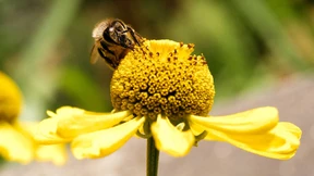 So werden Studenten zu Imkern
