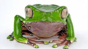 Warum Froschgift als Wundermittel Karriere macht