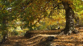 Das frühere Brot der Armen ist nun selbst arm dran