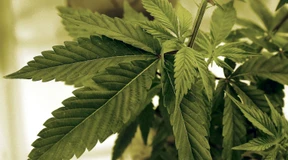 Richterbund kritisiert Cannabis-Gesetzentwurf