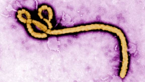 Gefährliches Ebola-Fieber breitet sich aus