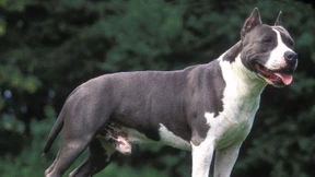 Hund nach tödlicher Attacke auf Joggerin in Österreich eingeschläfert