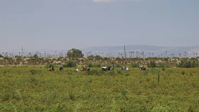 Die Tomate, Afrika und wir