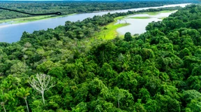 Amazonas-Staaten suchen nach einem Rettungsplan für den Regenwald