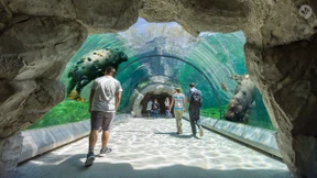 Was der Frankfurter Zoo von Gelsenkirchen lernen kann