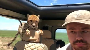 Gepard im Auto - Ruhe bewahren