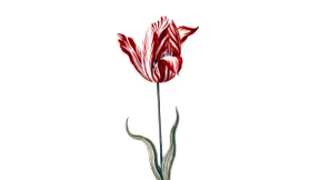 Was das Tolle an Tulpen ist